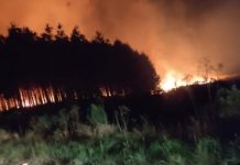 Corpo de Bombeiros de Palmas combate incêndio de grandes proporções em área de pinus
