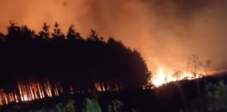 Corpo de Bombeiros de Palmas combate incêndio de grandes proporções em área de pinus