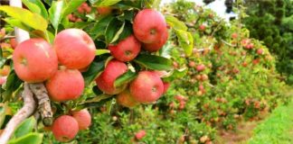 Maçãs produzidas em Palmas/PR começam a ser colhidas