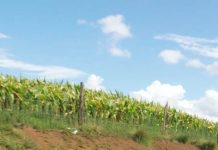 Estiagem faz Cel. Domingos Soares decretar Situação de Emergência