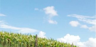 Estiagem faz Cel. Domingos Soares decretar Situação de Emergência