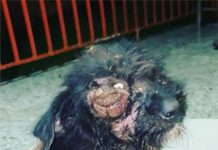 Maus-tratos aos animais em Palmas-PR