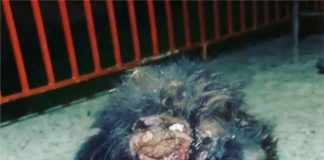 Maus-tratos aos animais em Palmas-PR