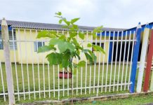 Prefeitura de Cel. Domingos Soares inicia arborização da cidade