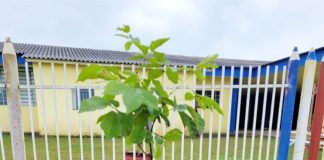 Prefeitura de Cel. Domingos Soares inicia arborização da cidade