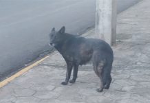 Mordidas constantes por cachorros de rua