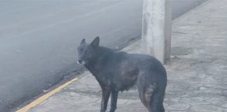 Mordidas constantes por cachorros de rua