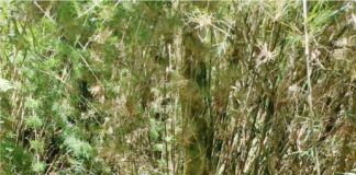 Mais uma ação do Projeto Proteja uma Nascente