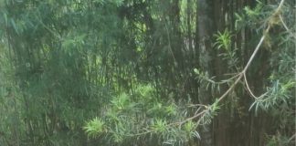 Mais uma ação do Projeto Proteja uma Nascente