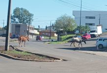 Cavalos e o trânsito palmense