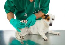 UPA Pet: Palmas deverá ter espaçopúblico de saúde para pequenos animais