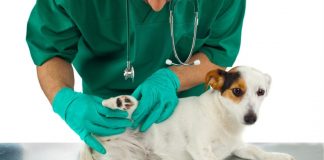 UPA Pet: Palmas deverá ter espaçopúblico de saúde para pequenos animais