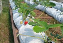 Governo domingosoarense desenvolve projeto de incentivo à produção de morangos