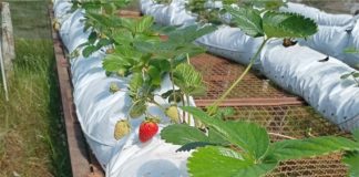 Governo domingosoarense desenvolve projeto de incentivo à produção de morangos