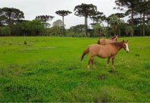 Meio Ambiente de CDS orienta produtores a realizarem a inscrição no Cadastro Ambiental Rural até 31 de dezembro
