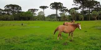 Meio Ambiente de CDS orienta produtores a realizarem a inscrição no Cadastro Ambiental Rural até 31 de dezembro