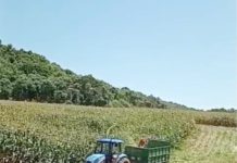 Departamento de Agricultura de CDS auxilia na preparação da silagem