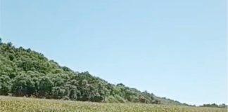 Departamento de Agricultura de CDS auxilia na preparação da silagem