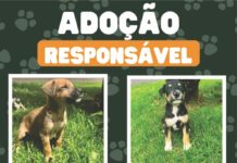 ADOÇÃO RESPONSÁVEL