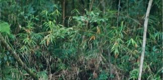 Mais uma ação do Projeto Proteja uma Nascente