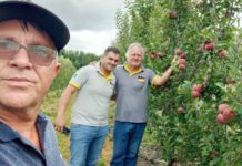 IDR de Palmas faz experimentos para a produção de maçãs “tatuadas”