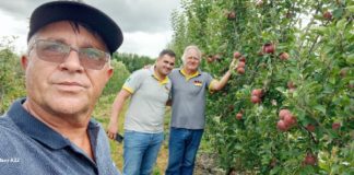 IDR de Palmas faz experimentos para a produção de maçãs “tatuadas”