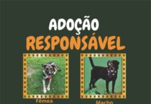 ADOÇÃO RESPONSÁVEL