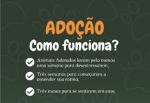 ADOÇÃO COMO FUNCIONA?