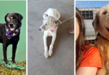 Solicitação de Informação sobre Castrações Realizadas em Cumprimento ao TAC