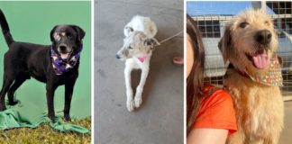 Solicitação de Informação sobre Castrações Realizadas em Cumprimento ao TAC