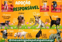 ADOÇÃO RESPONSÁVEL