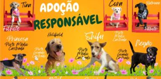 ADOÇÃO RESPONSÁVEL