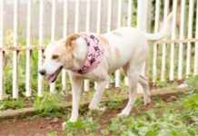 ADOÇÃO RESPONSÁVEL