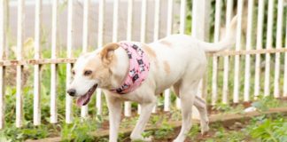 ADOÇÃO RESPONSÁVEL