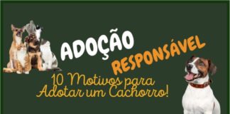 10 MOTIVOS PARA ADOTAR UM CACHORRO