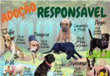ADOÇÃO RESPONSÁVEL