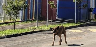 Cel. Domingos Soares lança edital para castração de cães de ruas