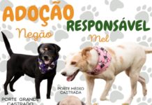 ADOÇÃO RESPONSÁVEL