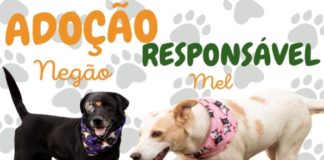 ADOÇÃO RESPONSÁVEL
