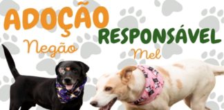 ADOÇÃO RESPONSÁVEL