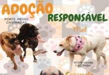 ADOÇÃO RESPONSÁVEL