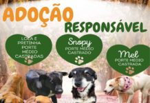 ADOÇÃO RESPONSÁVEL