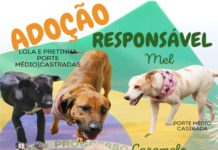 ADOÇÃO RESPONSÁVEL