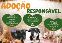 ADOÇÃO RESPONSÁVEL