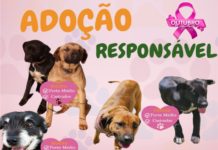 ADOÇÃO RESPONSÁVEL