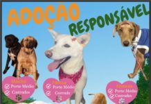ADOÇÃO RESPONSÁVEL