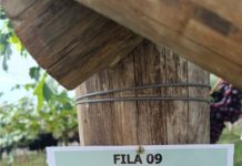 Palmas busca fomentar produção de uvas entre pequenos produtores