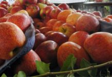 Iniciada a colheita da maçã em Palmas