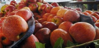 Iniciada a colheita da maçã em Palmas