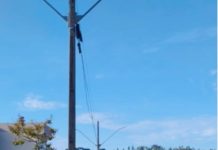 Vândalos destroem vasos e árvores em Palmas